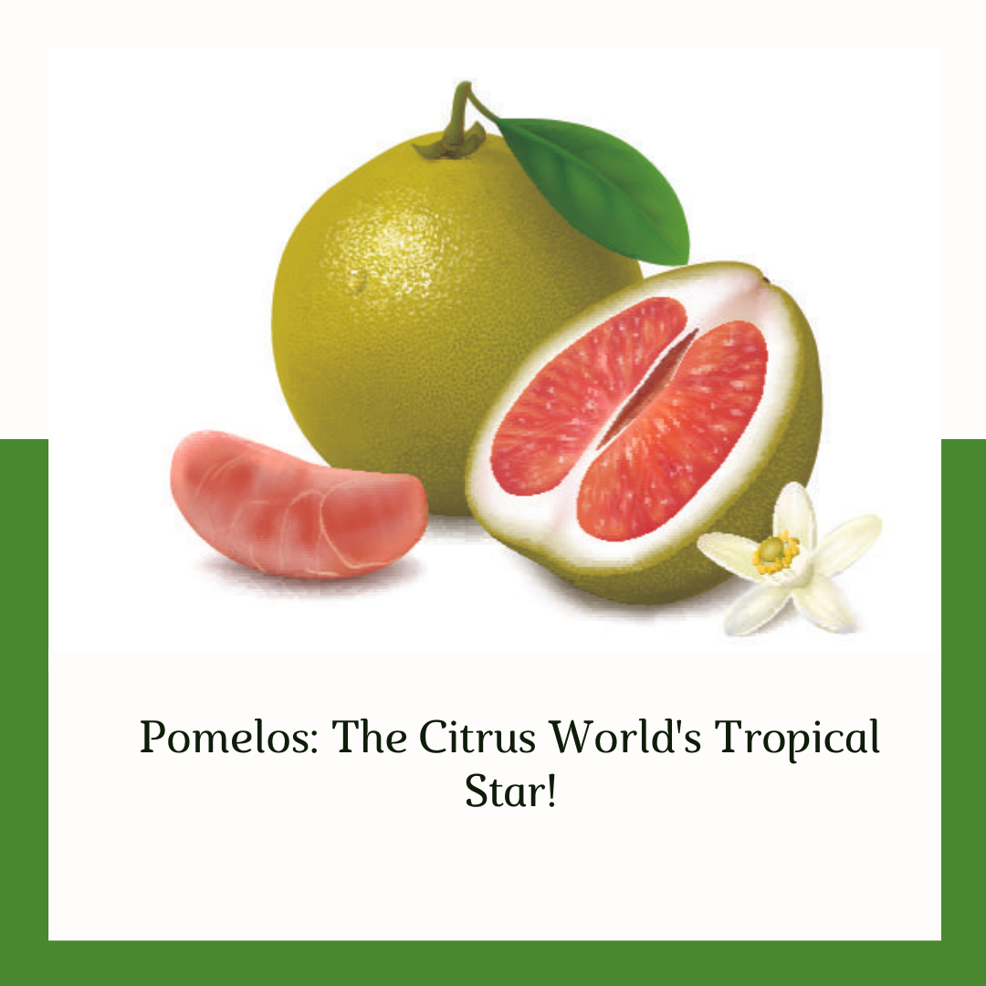 All About Pomelos Types, Origins, Uses, and Benefits Denver Fruitier